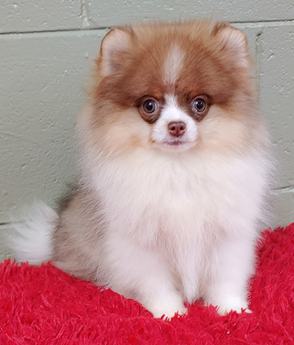Louie