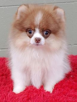 Louie