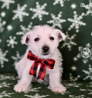 Oliver