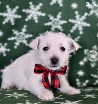 Oliver