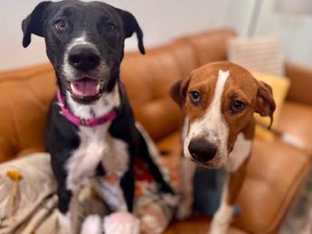 Pepper Potts Avenger the Perfect Pup - Puppy Area