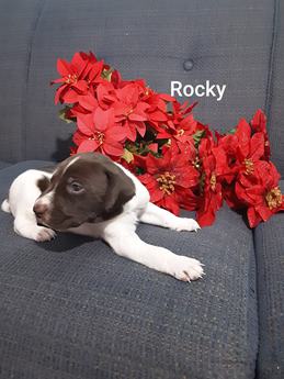 Rocky