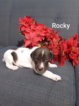 Rocky