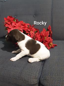 Rocky