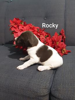 Rocky