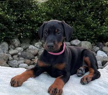 Rosie