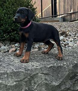 Rosie