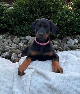 Rosie