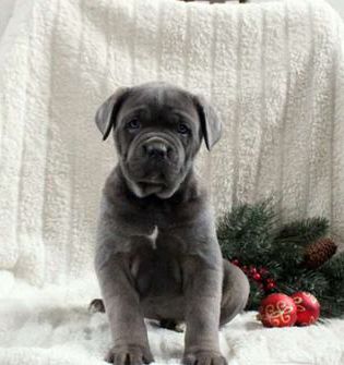 Sadie
