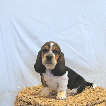 Sophia