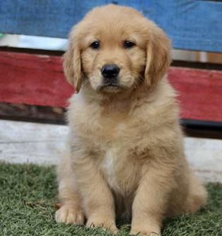 Toby