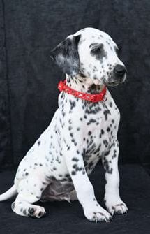 Tonka