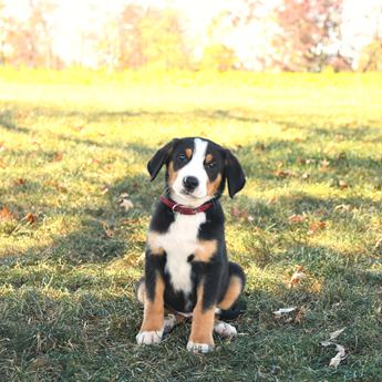 Tucker