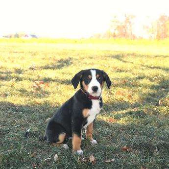 Tucker