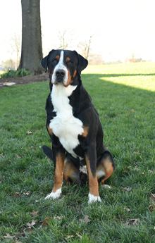 Tucker