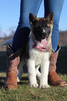 Akc Bear