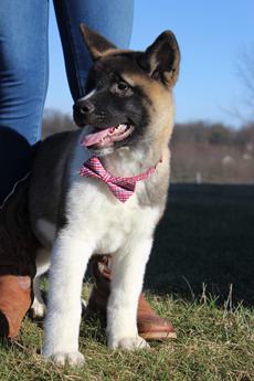 Akc Bear