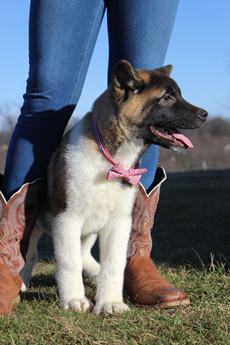 Akc Bear