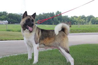 Akc Bear