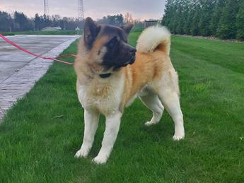 Akc Bear