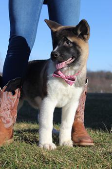 Akc Bear