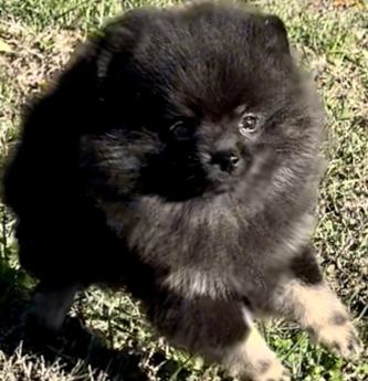 Akc Sirius