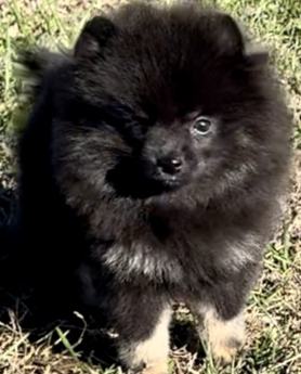 Akc Sirius