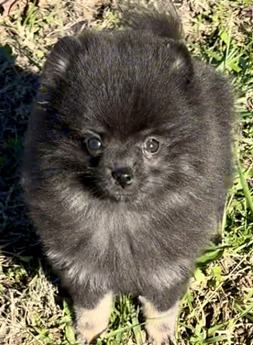 Akc Sirius