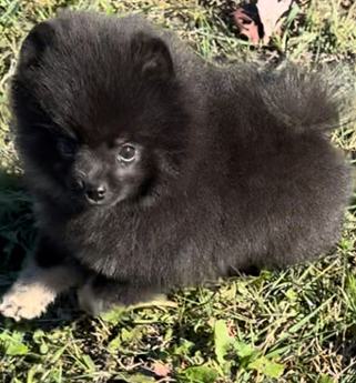 Akc Sirius