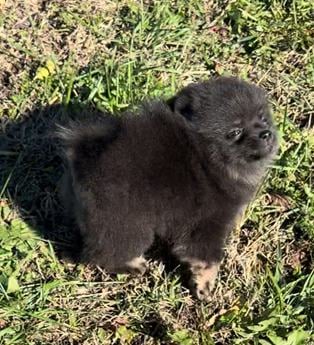 Akc Sirius