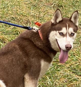 Ares