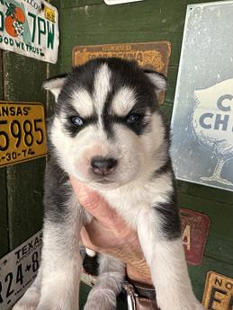 Ares