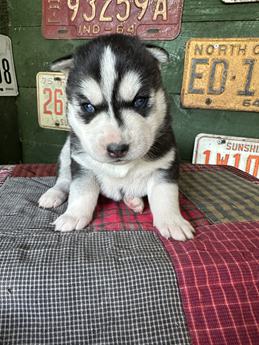 Ares