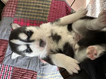 Ares