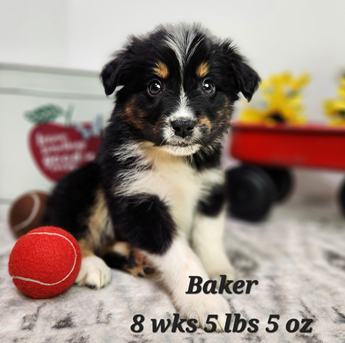 Baker