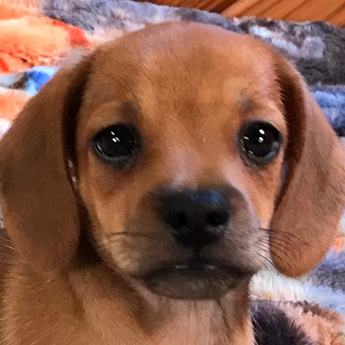Bambi Queen Elizabeth Pocket Beagle