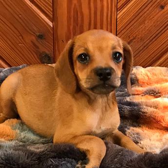 Bambi Queen Elizabeth Pocket Beagle