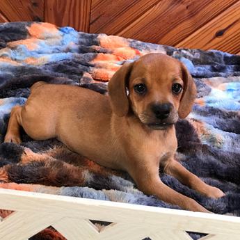 Bambi Queen Elizabeth Pocket Beagle