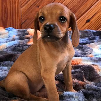 Bambi Queen Elizabeth Pocket Beagle