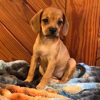 Bambi Queen Elizabeth Pocket Beagle