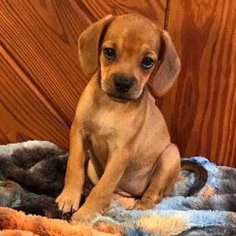 Bambi Queen Elizabeth Pocket Beagle