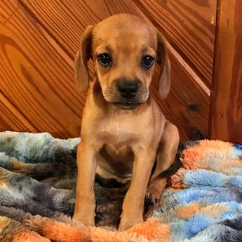 Bambi Queen Elizabeth Pocket Beagle