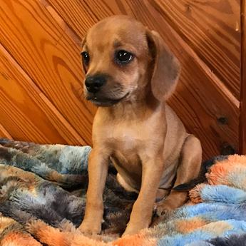Bambi Queen Elizabeth Pocket Beagle
