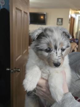 Bandit