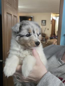 Bandit