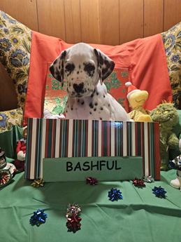 Bashful