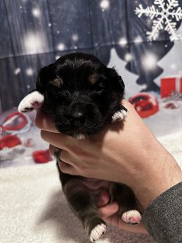 Binx