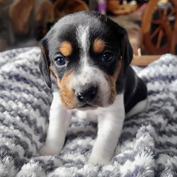 Budd Abbott Queen Elizabeth Pocket Beagle