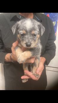 Cattle Dog Male
