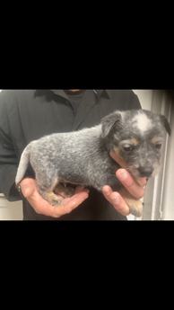 Cattle Dog Male